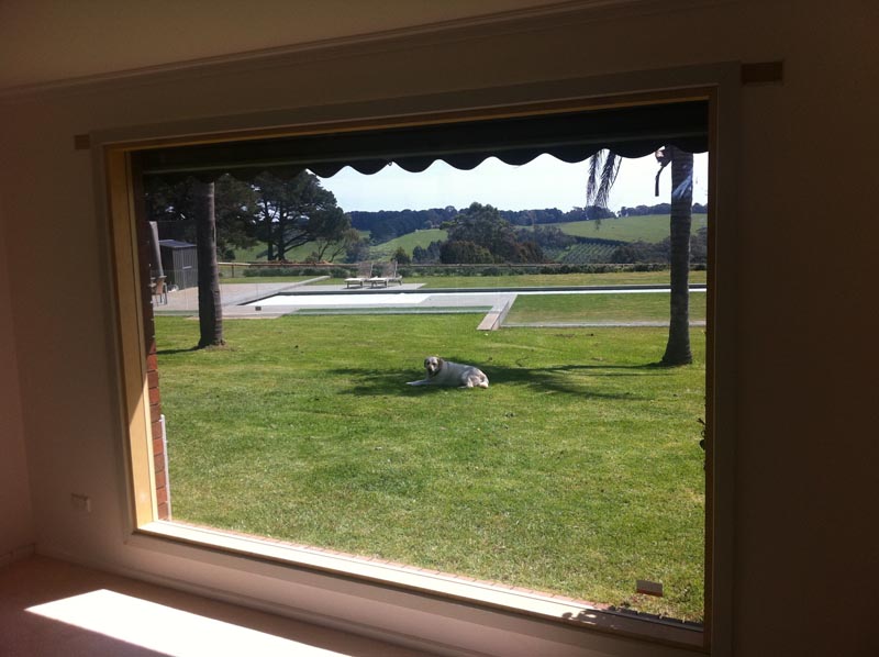 Timber Fixed Windows